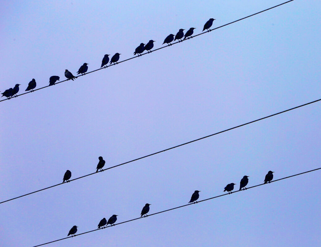 Fugler sitter på en strømkabel
